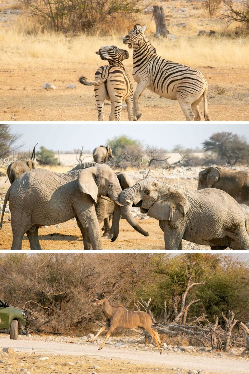 Animals at Play Triplet (Set 20)