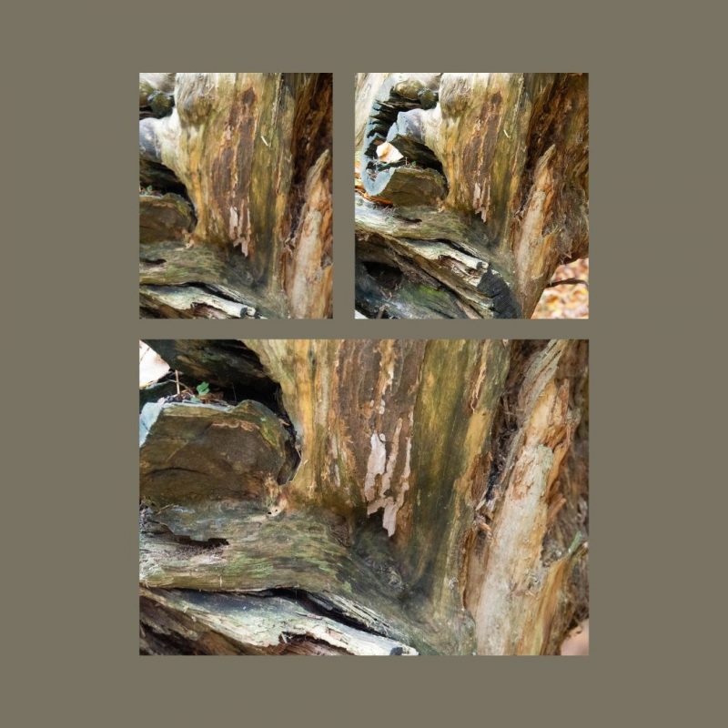 Green Brown Bark Triplet (Set 5)