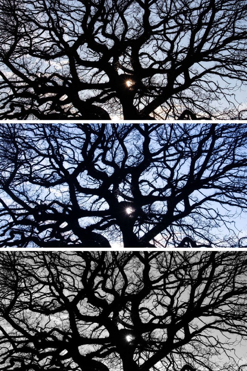 Branches Triplet (Set 17)