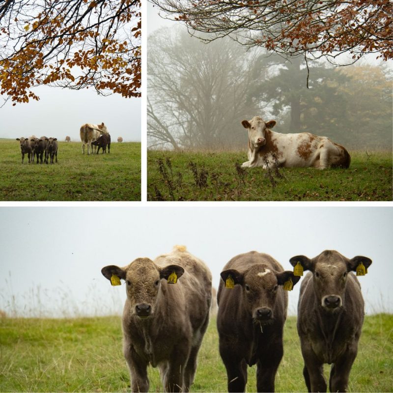 Country Cows Triplet (Set 51)