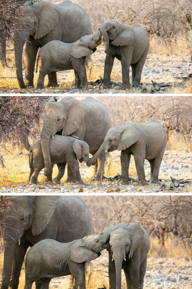 Elephant Family Triplet (Set 21)