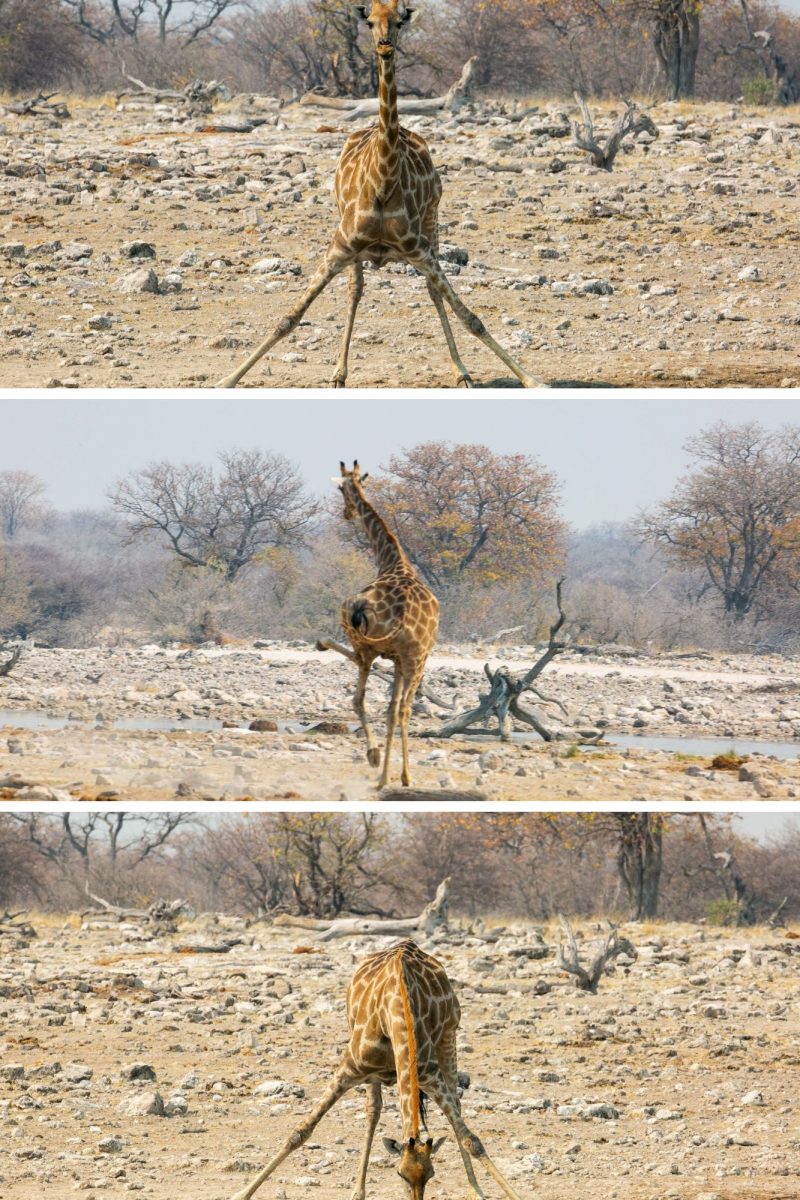 Giraffe Triplet Set (Set 19)