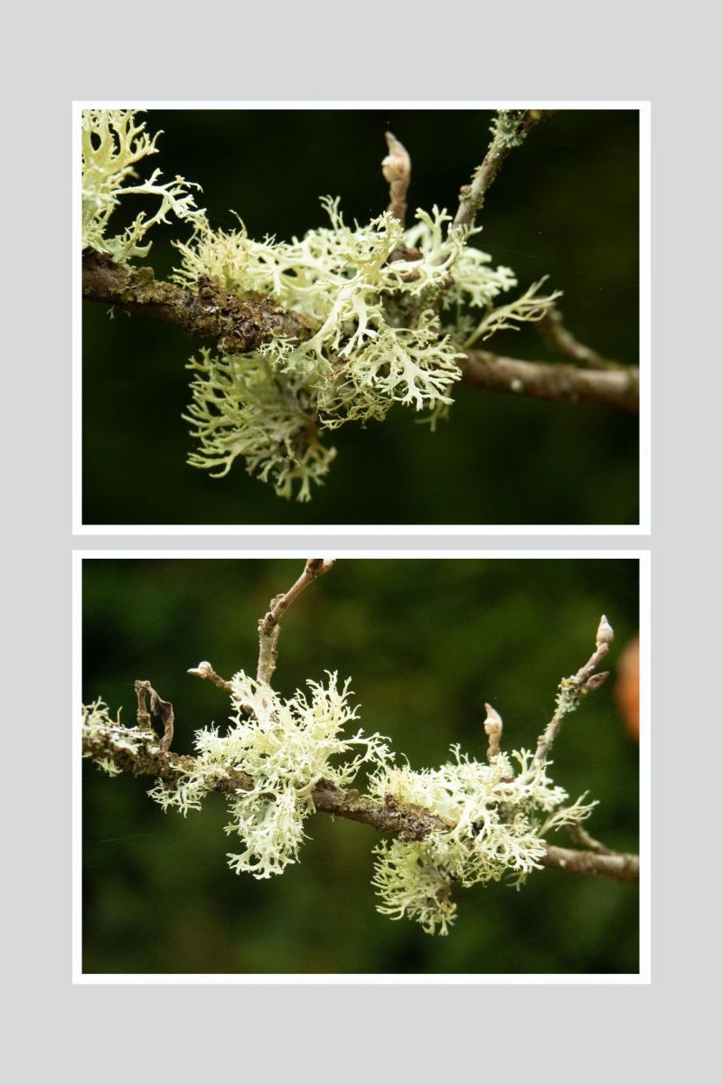Green Lichen Pair (Set 2)