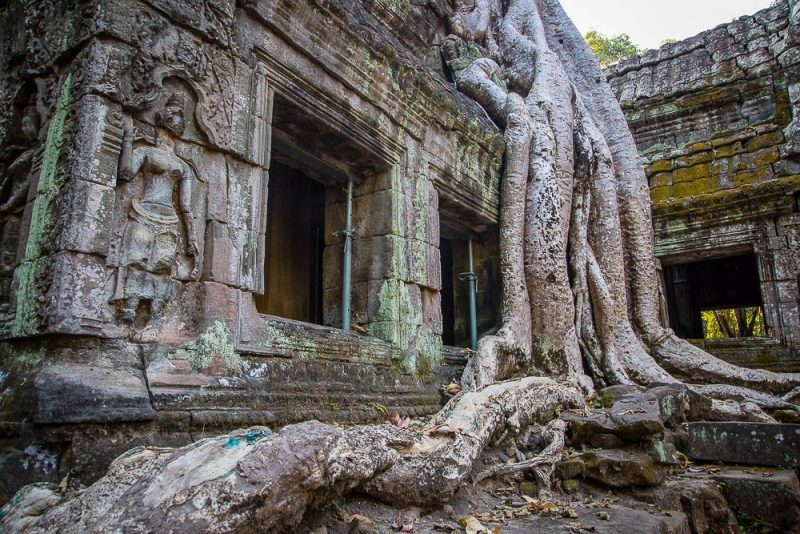 Ta Prohm Temple Tree Roots (Print 81)