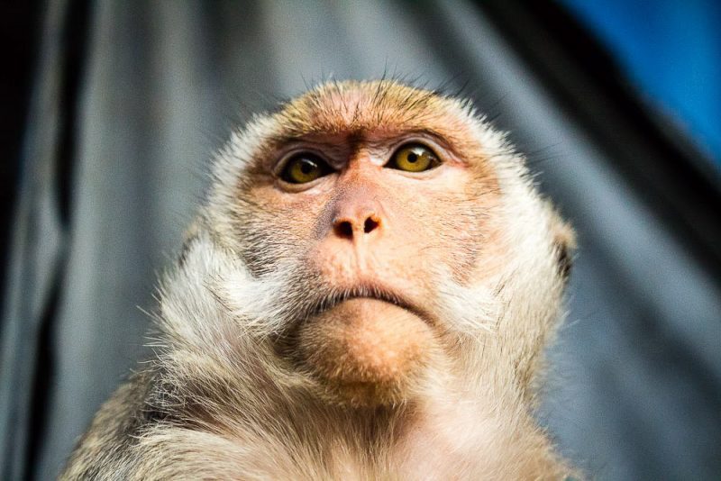 Monkey Portrait (Print 69)