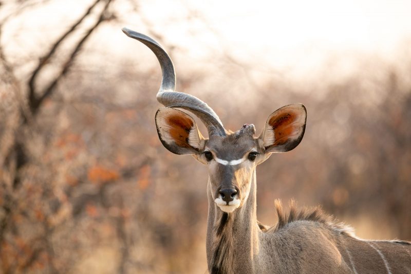 One Horned Kudu (Print 135)