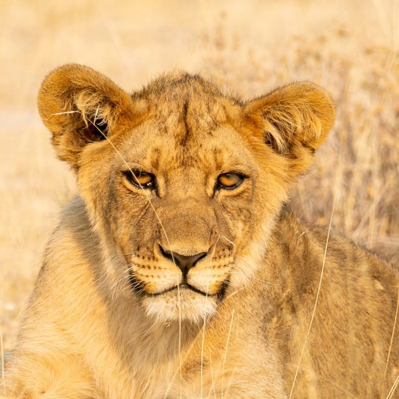 Single Square Image: Lioness (Print 146)