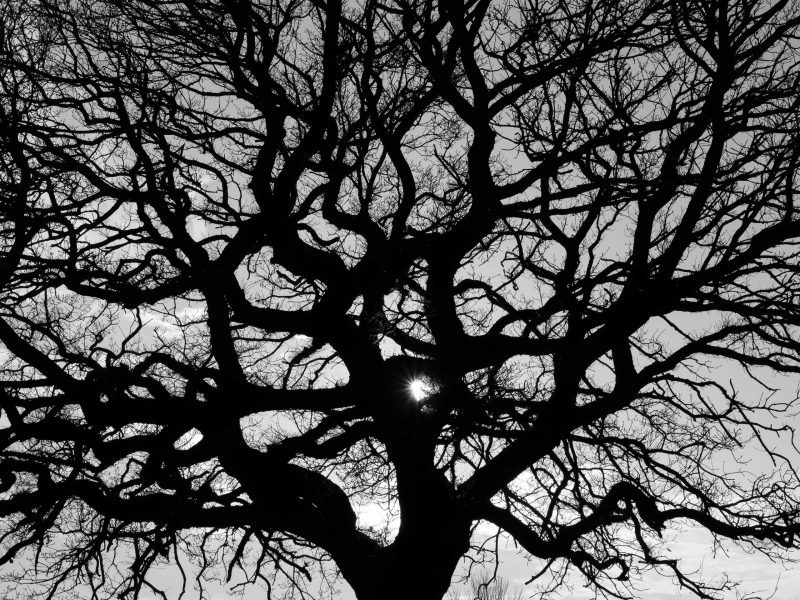 Ornate Tree Branches Black and White (Print 46)