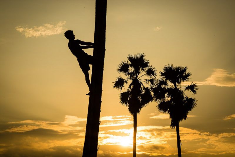 Boy Up Tree Silhouette (Print 67)