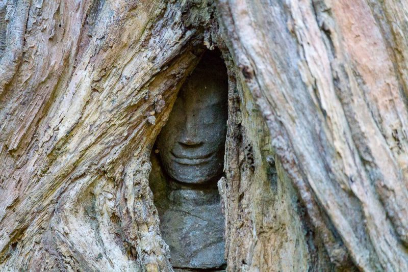 Hidden Face Under Roots (Print 83)