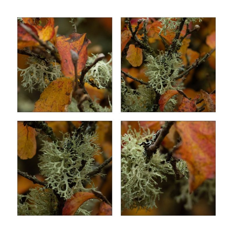 Orange and Green Lichen Set of 4 (Set 49)
