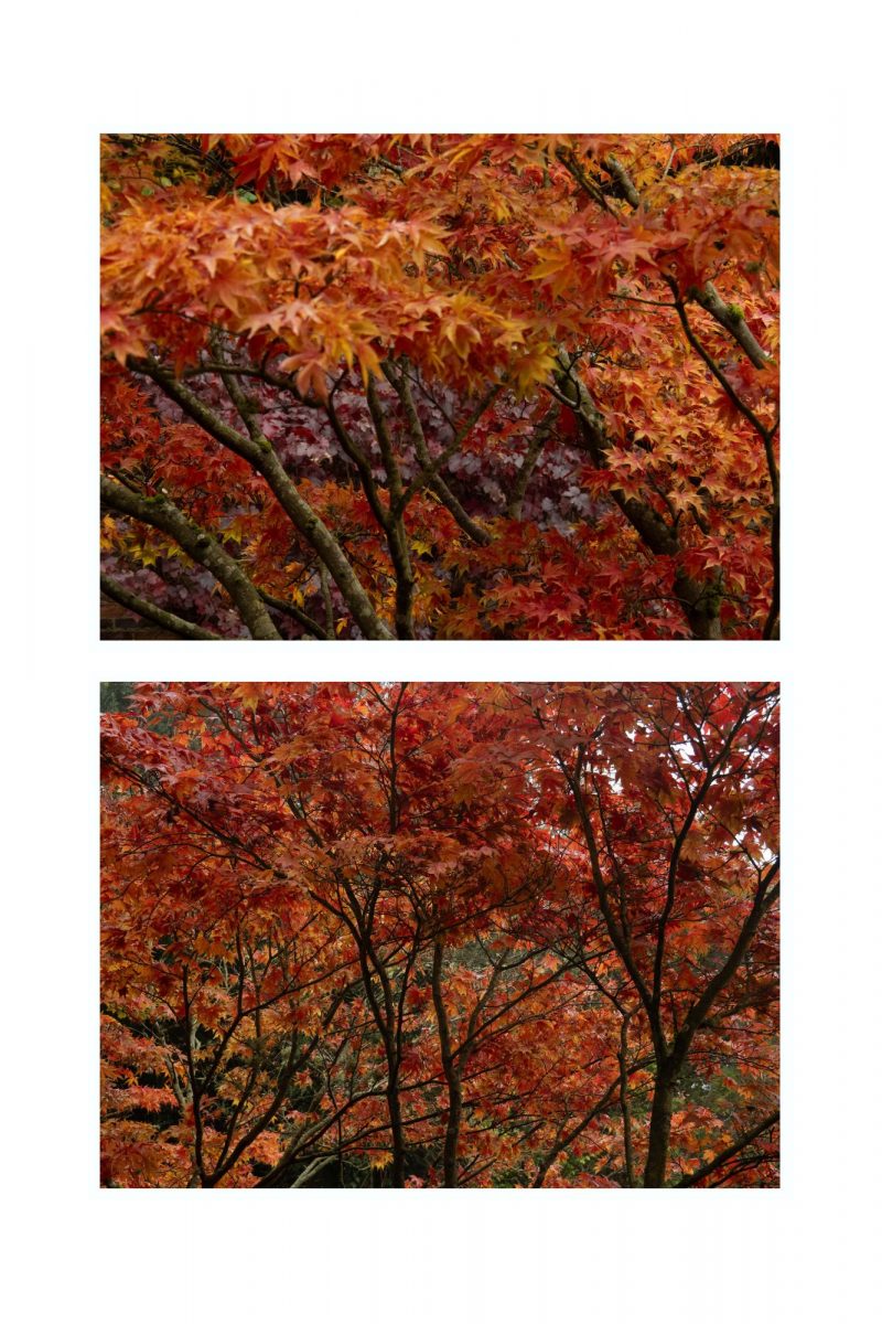 Orange and Red Autumn Leaves Pair (Set 3)