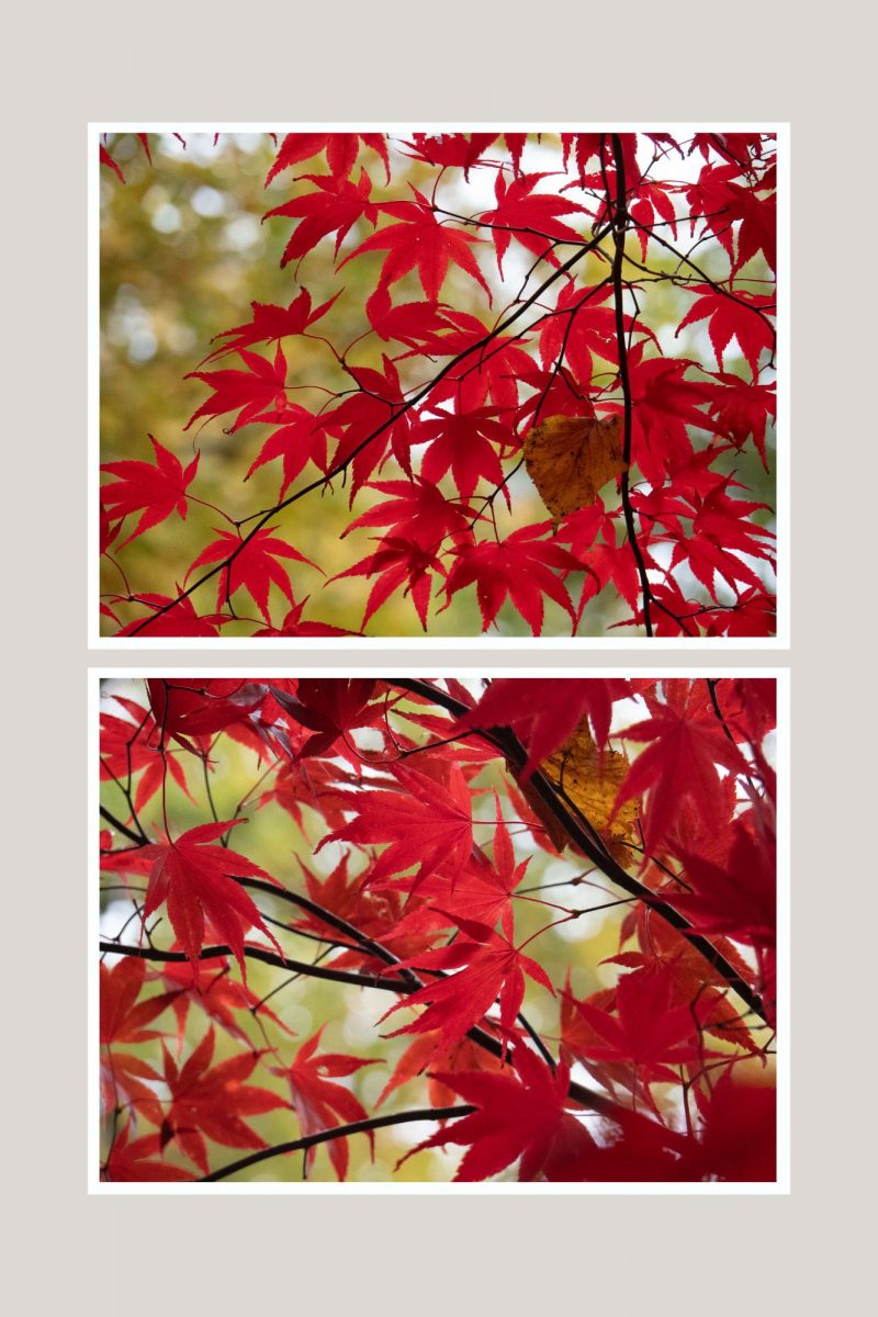 Red and Green Autumn Leaves Pair (Set 6)
